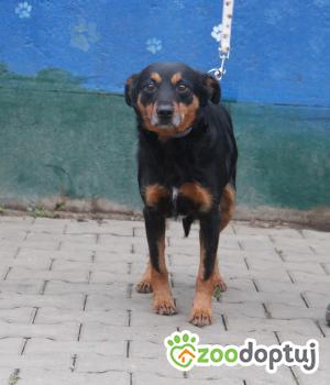 Do adopcji Nowy Dwór Mazowiecki