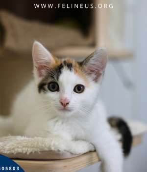 Do adopcji Rzeszów