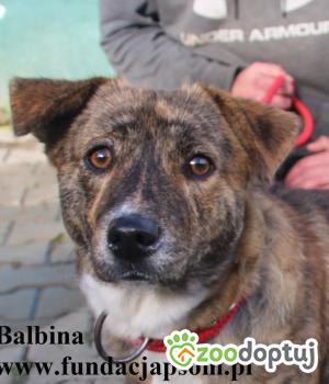 Do adopcji Nowy Dwór Mazowiecki