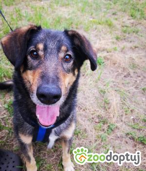 Do adopcji Poddębice