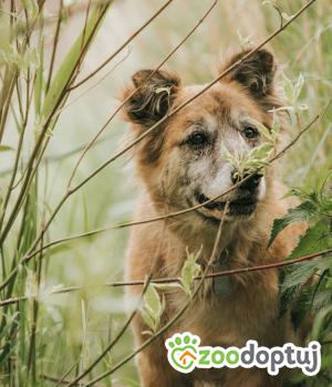 Do adopcji Kraków