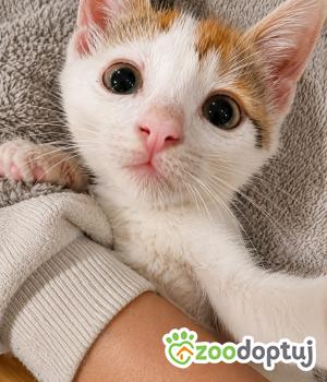 Do adopcji Cieszyn