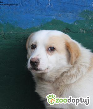 Do adopcji Nowy Dwór Mazowiecki