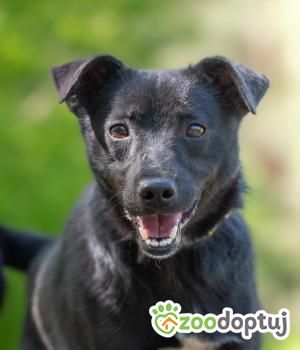 Do adopcji Warszawa