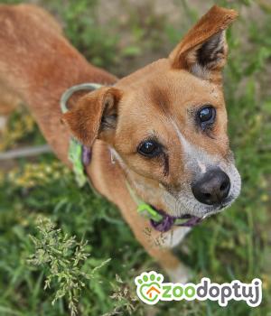 Do adopcji Stalowa Wola