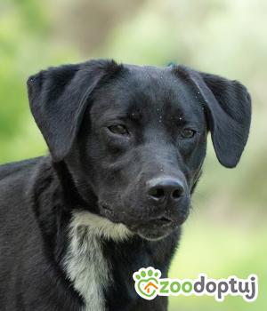 Do adopcji Warszawa