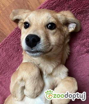 Do adopcji Białobrzegi