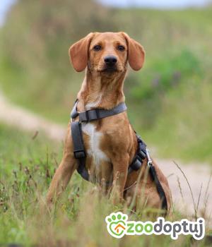 Do adopcji Kościerzyna