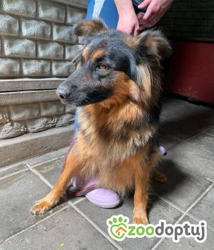 Do adopcji Zgierz