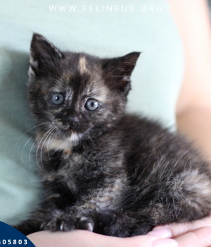 Do adopcji Rzeszów