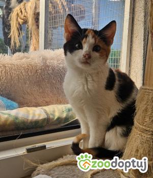 Do adopcji Cieszyn
