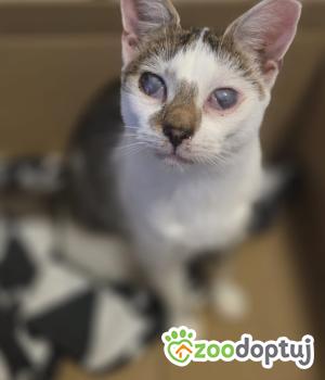 Do adopcji Wrocław