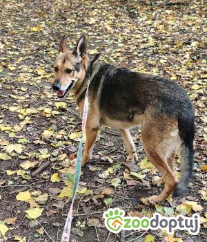 Do adopcji Zgierz
