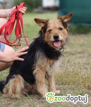 Do adopcji Głogów