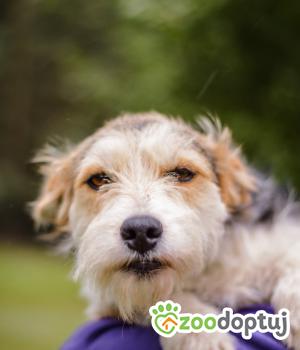 Do adopcji Radom
