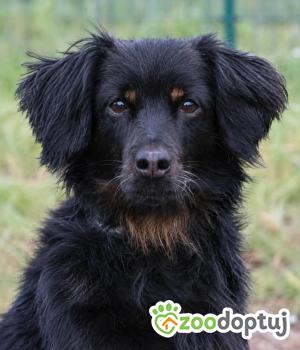 Do adopcji Głogów