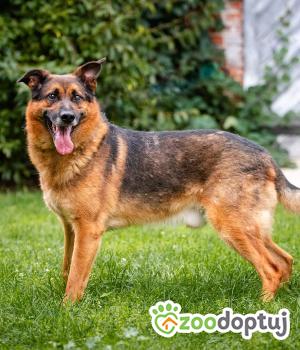 Do adopcji Warszawa