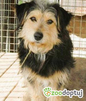 Do adopcji Łódź
