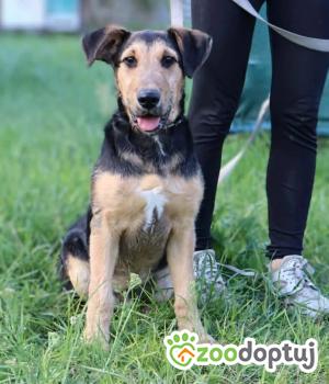 Do adopcji Głogów
