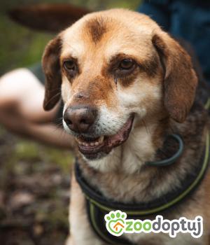 Do adopcji Warszawa