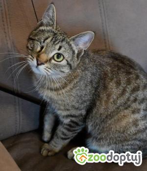 Do adopcji Poznań