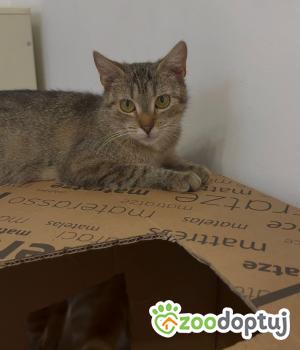 Do adopcji Głowno