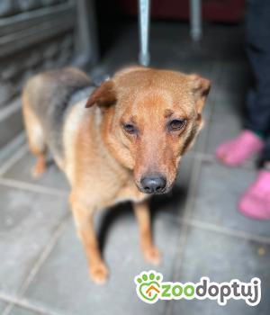 Do adopcji Zgierz