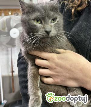 Do adopcji Zgierz
