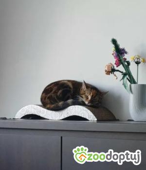 Do adopcji Gdańsk