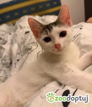Do adopcji Cieszyn