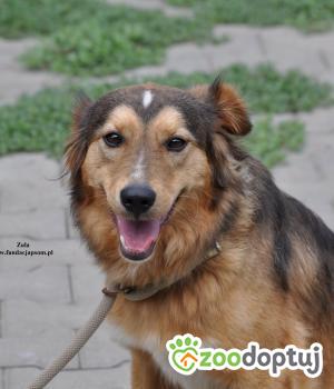 Do adopcji Nowy Dwór Mazowiecki
