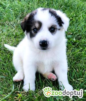 Do adopcji Kłobuck