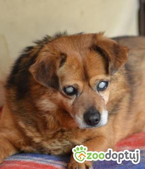 Do adopcji Mielec