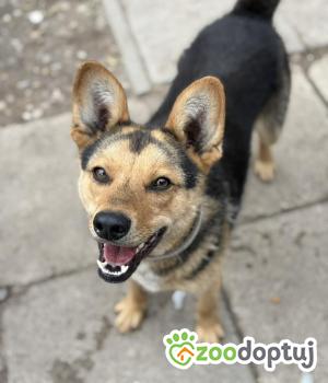 Do adopcji Warszawa