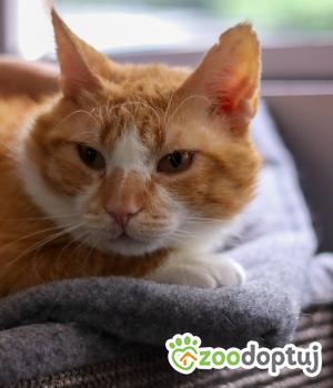 Do adopcji Zgierz
