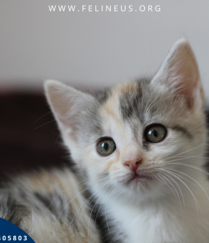 Do adopcji Rzeszów