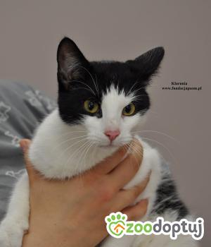 Do adopcji Nowy Dwór Mazowiecki