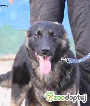 Do adopcji Nowy Dwór Mazowiecki