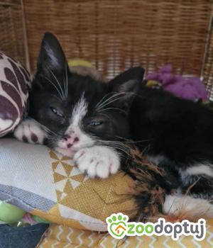 Do adopcji Gdańsk