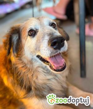 Do adopcji Warszawa