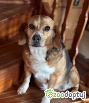 Do adopcji Radom