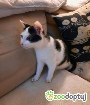 Do adopcji Rybnik
