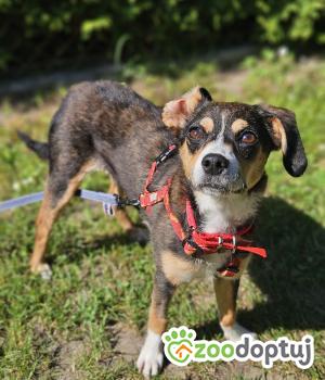 Do adopcji Stalowa Wola