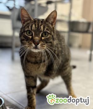 Do adopcji Łódź