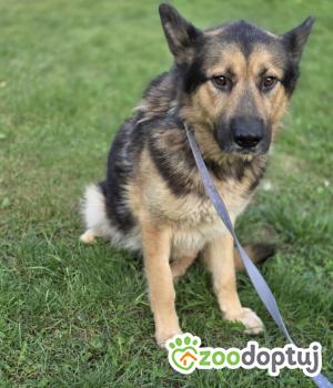 Do adopcji Zgierz