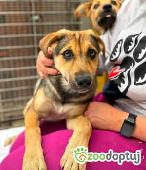 Do adopcji Warszawa