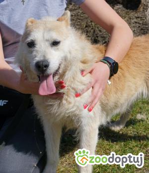 Do adopcji Mielec