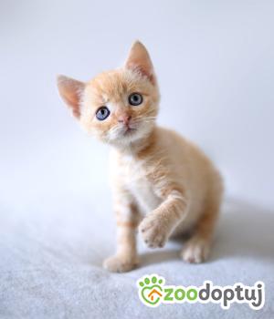 Do adopcji Cieszyn