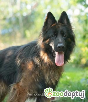 Do adopcji Myślenice