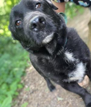 Do adopcji Zgierz